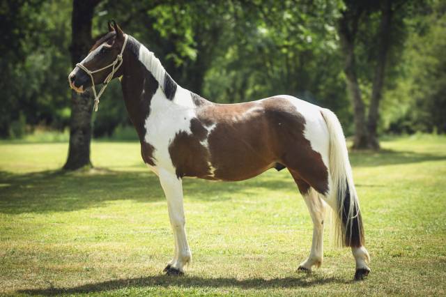 Poney d pp rbp étalon 1m42 3 ans