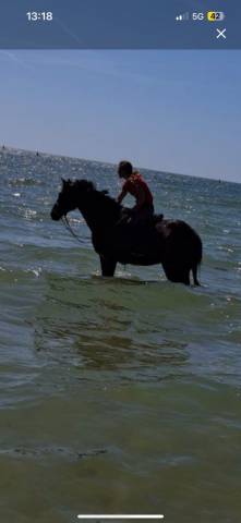 Cheval pour enfants ou amateur