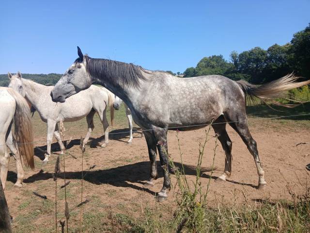 Cheval pour compagnie - très gentil - royal feu - 5 ans