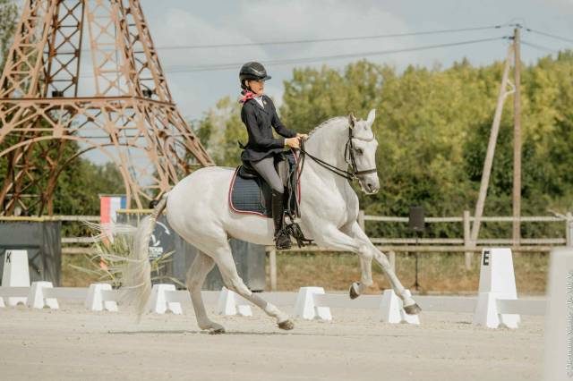 Hongre - lusitanien - 14 ans - dressage - psg - france