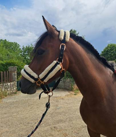 Super ponette d pour cso