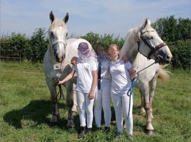 Vends deux pouliches boulonnaises
