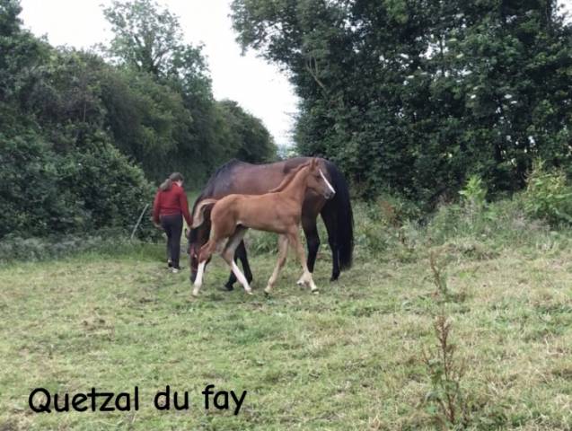 Vend poulain sf au sevrage