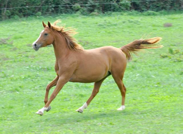 Jument demi sang arabe 4 ans par jazz de marjolaine