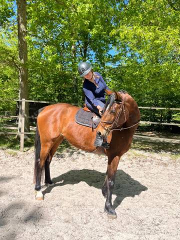 Jument de sport de 5ans