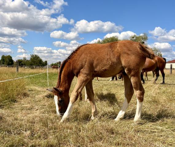 Foal mâle par hurricane de champloue et cap kennedy