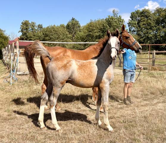 Foal mâle par hurricane de champloue et cap kennedy
