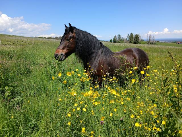 Adorable poney