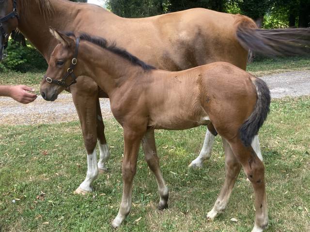 Poulain sf par larimar quillxhello pierrevxgaloubet a