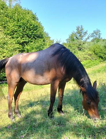 Cheval dsa 17 ans