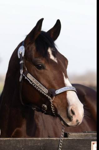 Qh 4 ans 