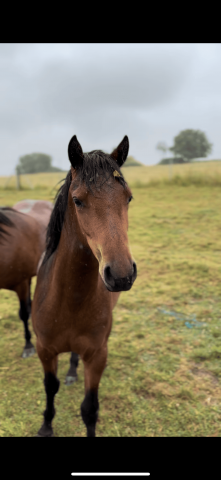 Vente ponette de 2 ans