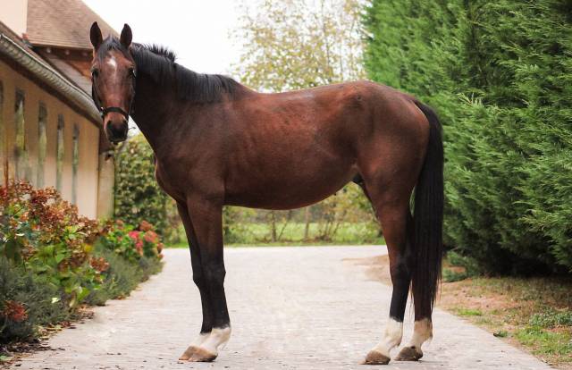 Cheval sf