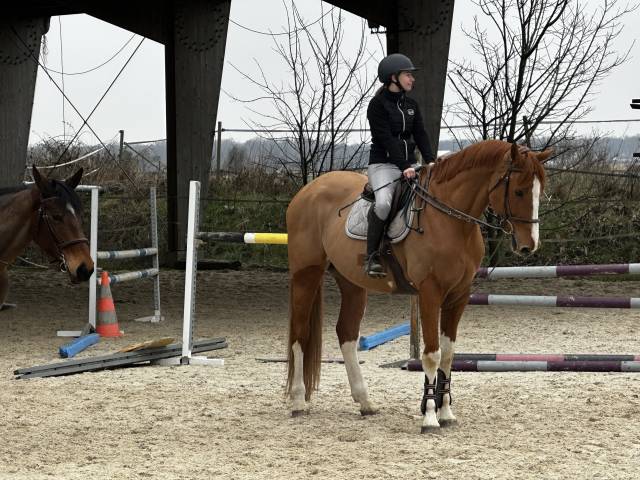 Hongre 11 ans cso