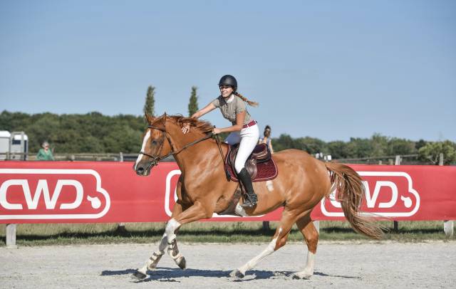 Hongre 11 ans cso