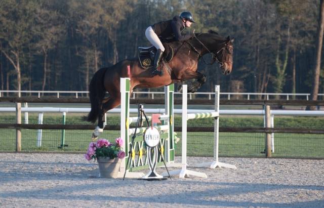 Hongre 7ans pour cso 