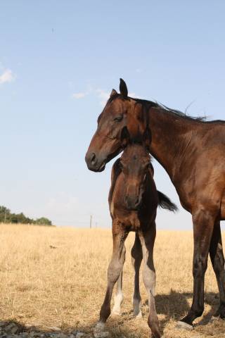 A réserver foal mâle