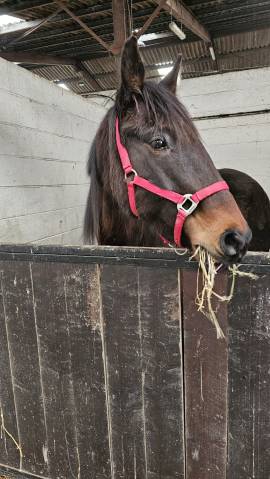 Cheval de loisir 