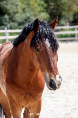 Poney de sport à vendre 