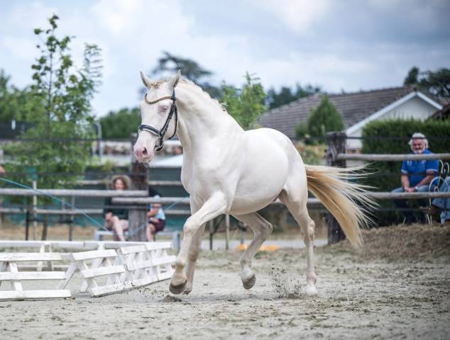 Hongre 4 ans dressage et loisirs 