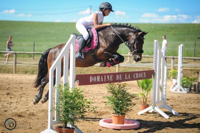 Hongre poney c – 10 ans – 1,36 m – cce/cso – club élite