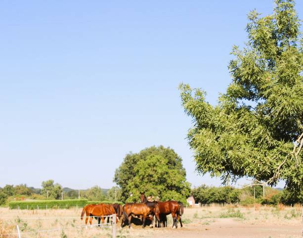 Propriete de 15 hectares avec maison tarn et garonne
