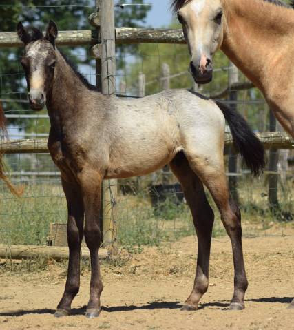 Welsh pony pp – poulain mâle 2026, vendu avec sa mère