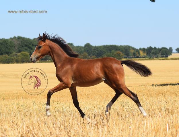 Welsh pony pp – jument d’exception suitée pouliche pp