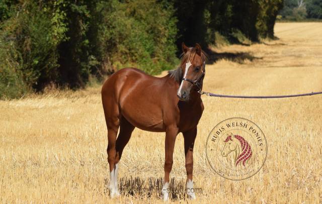Welsh pony pp 2025 , femelle, alezane, importée, sport