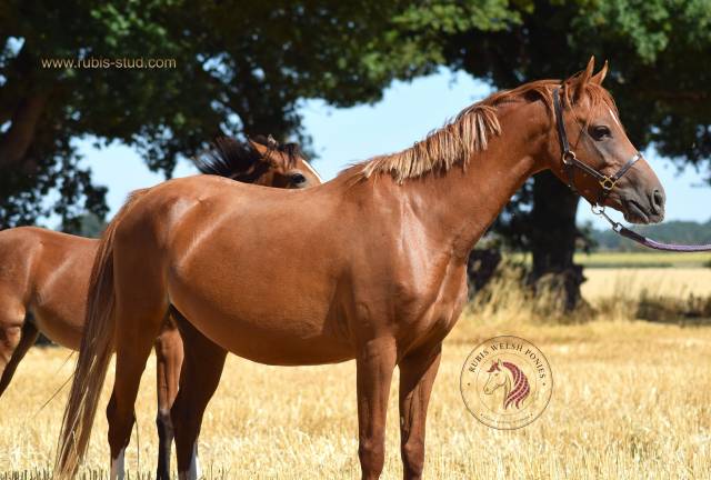 Welsh pony pp 2022 , femelle, alezane, importée, sport