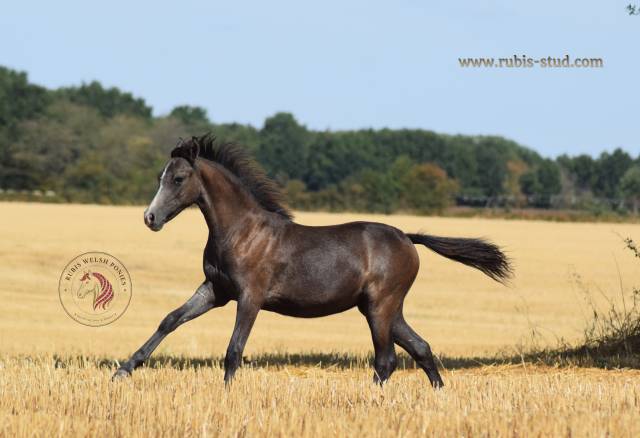 Welsh pony pp – pouliche grise 2026, top orignes