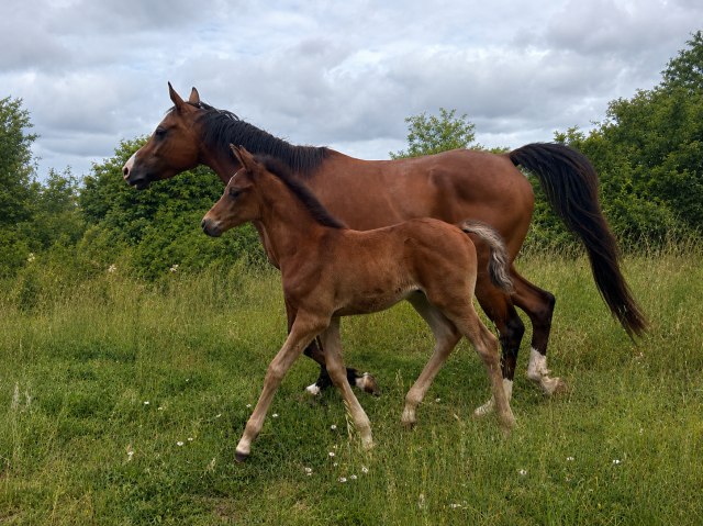 Poulain à réserver dsa (99,99%) belles lignées 