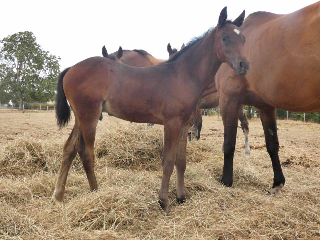Poulain wesh part breed
