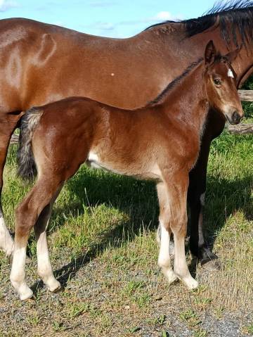 Superbe pouliche sf par qlassic bois margot