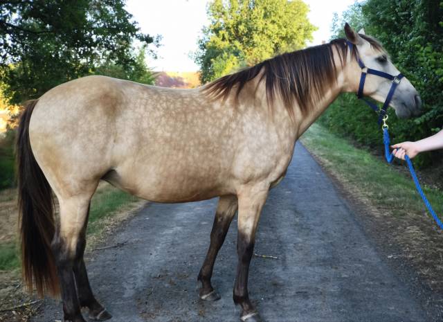 Jument rocky mountain horse certifiée 