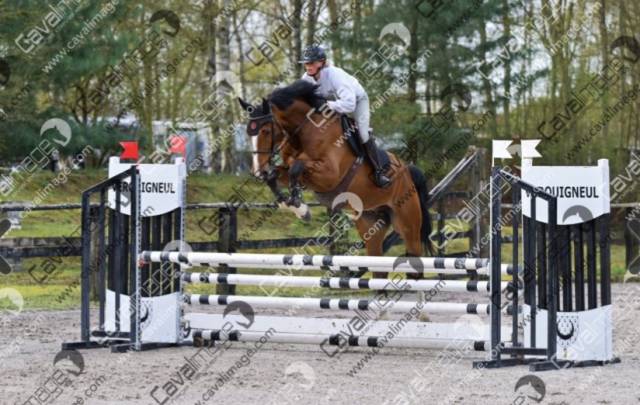 6 ans hongre grandorado tn x bamboula de muze 