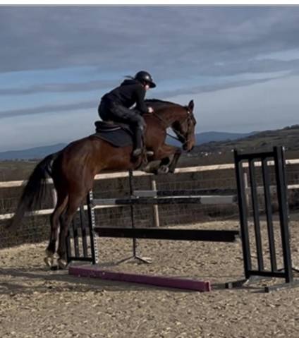 Cheval de sport