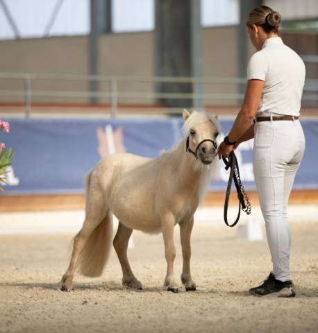 Pouliche pp shetland 