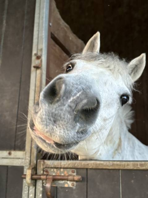 Poney c à louer