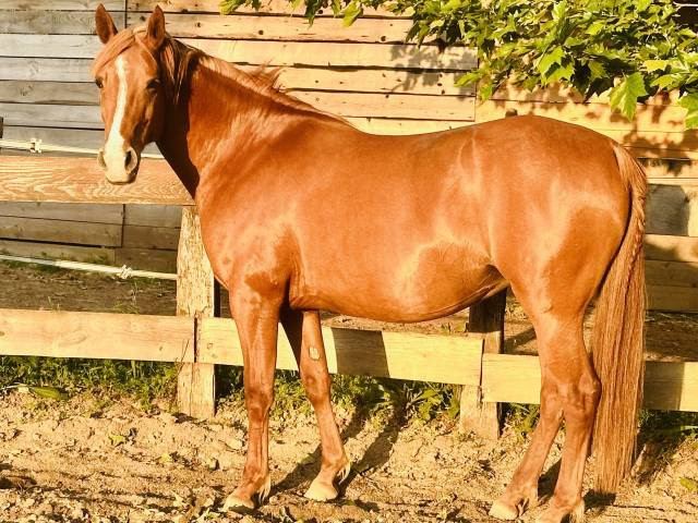 Dsa pp 12 ans - assurance vie - endurance - trec - rand