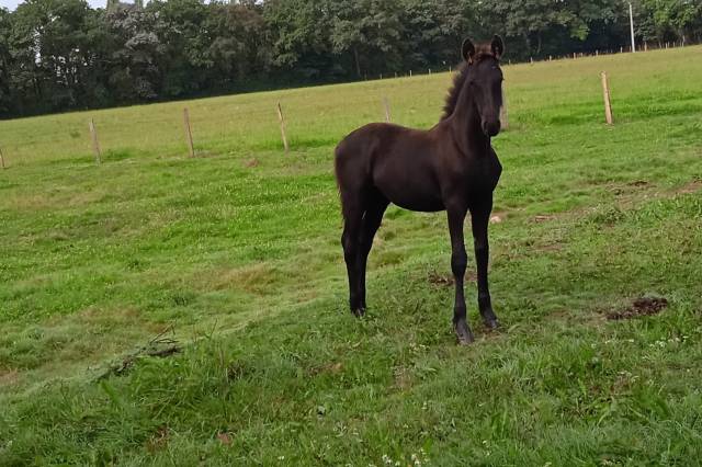 Poulain frison 