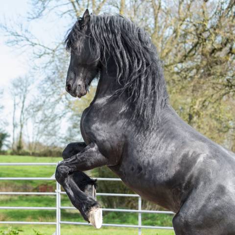 Magnifique frison entier 9 ans – débourré 