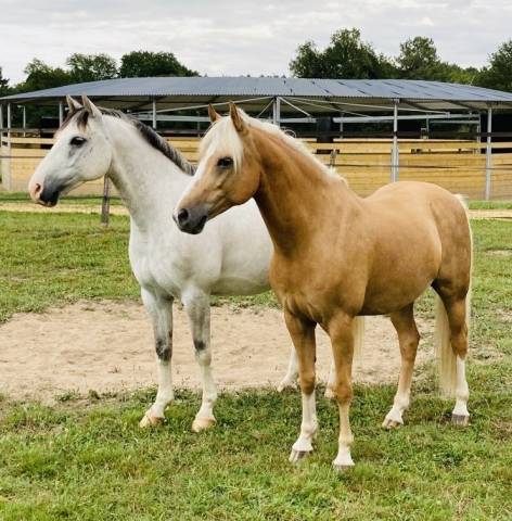 Logement en nature à partager avec les chevaux