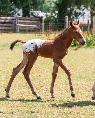 Poulain  appaloosa