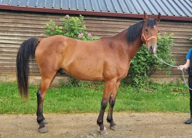 Hongre 8 ans polyvalent