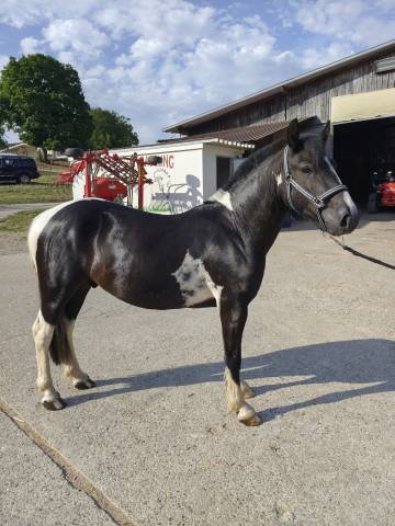 Poney onc pottock