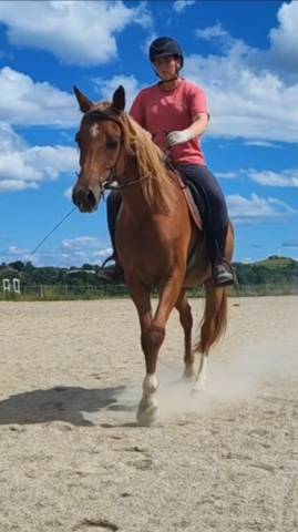 Hongre (psa de 4 ans)