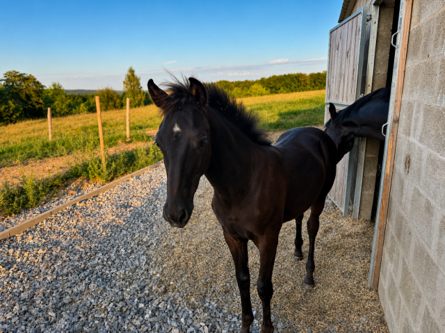 Magnifique poulain par zonik plus x glamourdale