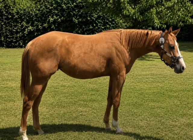 Pouliche paint horse overo alezan l