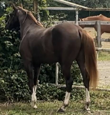 Pouliche et yearling pfs
